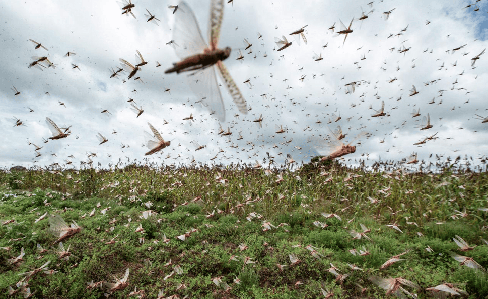 Indennizzi alle aziende agricole danneggiate dall’invasione di cavallette nell’anno 2021.