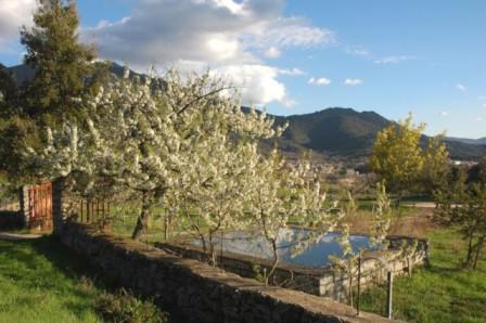 Primavera nelle campagne di Gheddesai (foto G. Murgia, 2006)